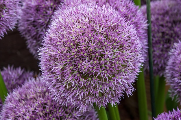 Allium Round and purple