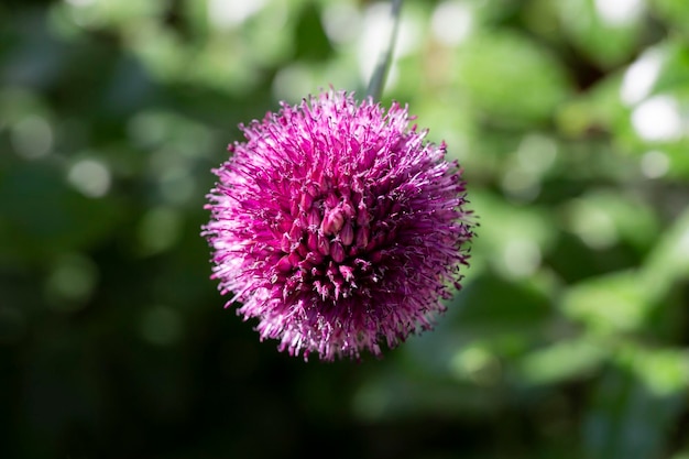 Allium sphaerocephalon Amaryllidaceae Wild plant shot in summer