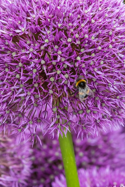 allium