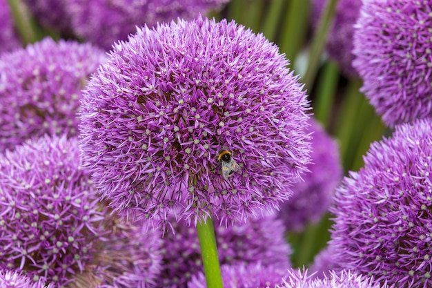 Allium