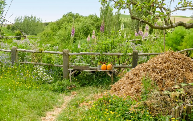 allotment garden