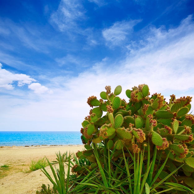 Almeria mojacar beach mar mediterraneo spagna