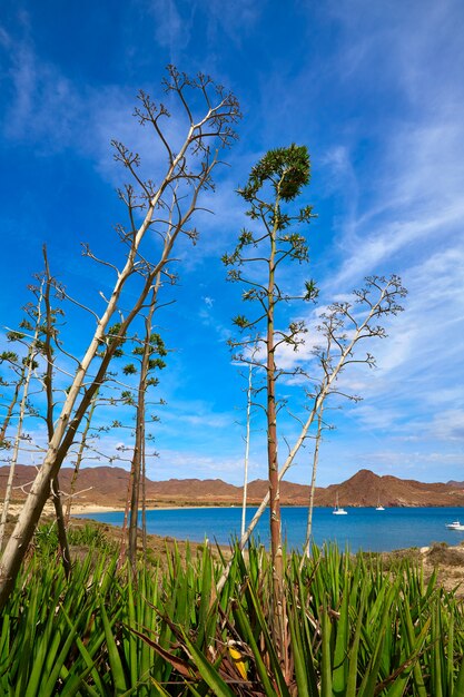 Almeria playa genoveses strand cabo de gata