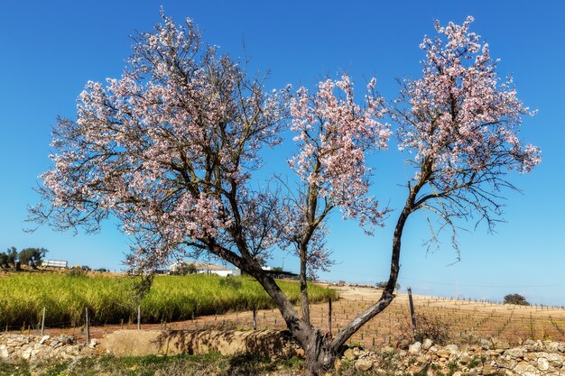 Almond blooming garden in Portugal. Tavira Algarve