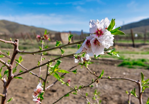 Almond blossom announcing that spring is coming soon High resolution photograph