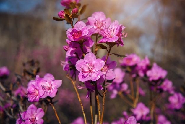 アーモンドの花、桜、クローズアップ、ぼやけた背景。抽象的な花のイメージ。