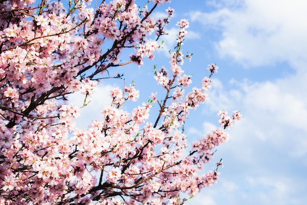 Almond blossom in spring