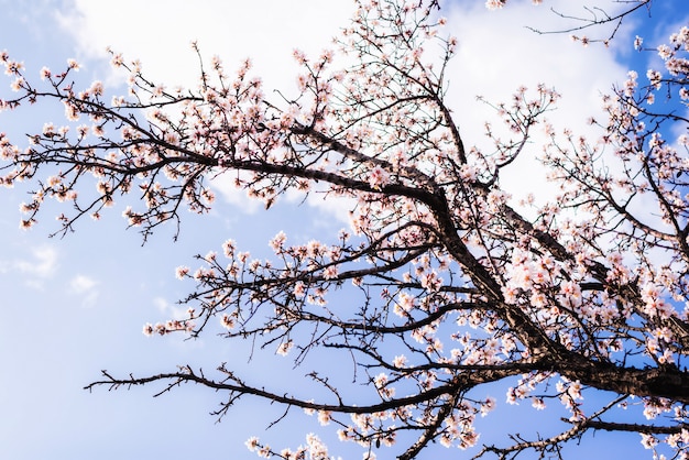 青い空を背景にアーモンドの花