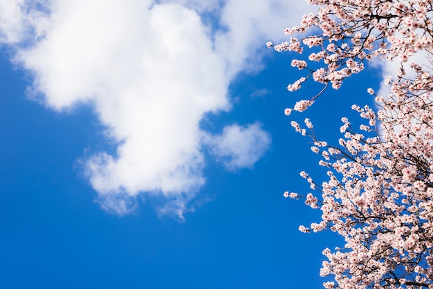 Almond blossoms against a blue sky