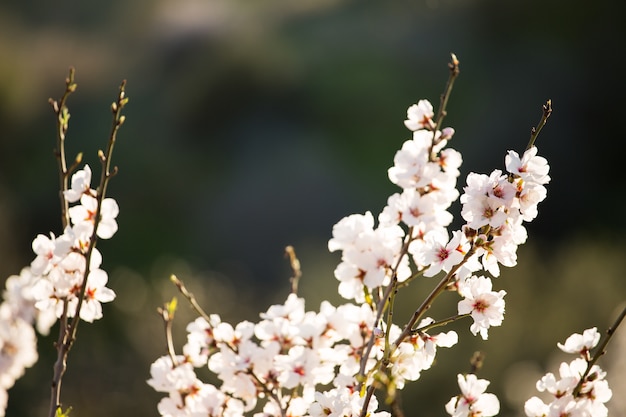 Almond blossoms