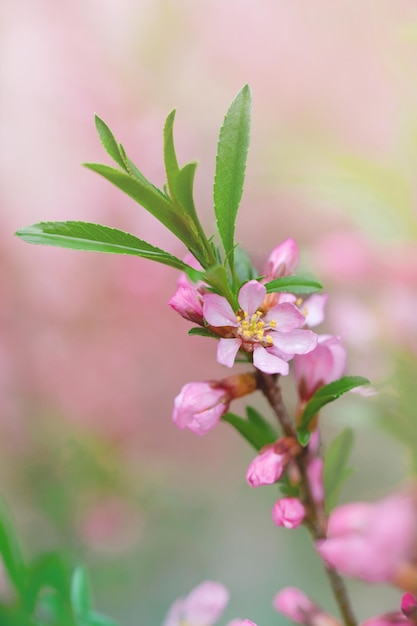 almond branch with pink flowers and leaves on a green lawn background