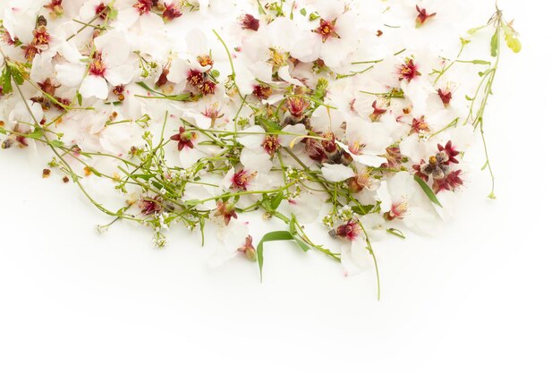 Almond flower on white ground spring flowers texture
background