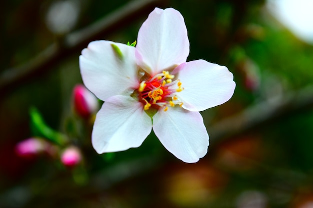 Foto il fiore di mandorla