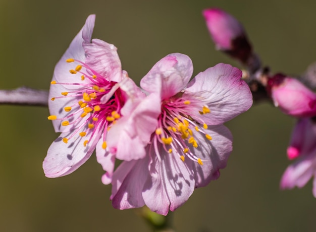 almond flowers blooming