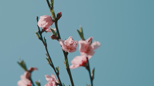 青い空の背景のアーモンドの花ピンクの花をかせたアーモンド木とボケの光