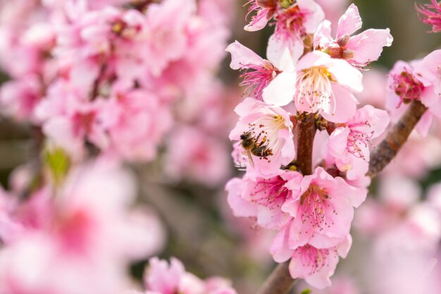 Almond flowers closeup flowering branches of an almond tree in an orchard bee approaching them to collect pollen