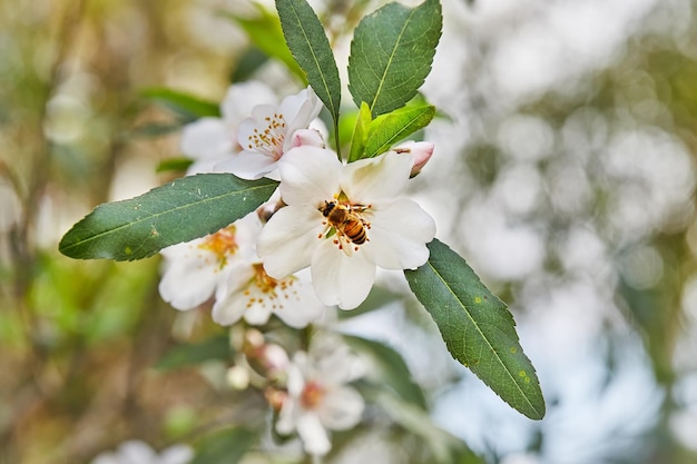 Almond flowers closeup Flowering branches of an almond tree in an orchard The bee collects nectar and pollinates flowering trees Early spring