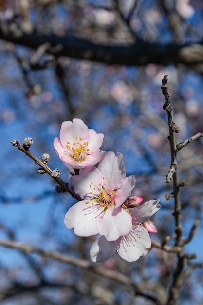 Almond flowers, (prunus dulcis), blooming