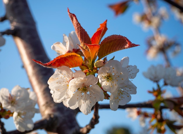 ギリシャの晴れた日にアーモンドの花Prunusdulcisの木に
