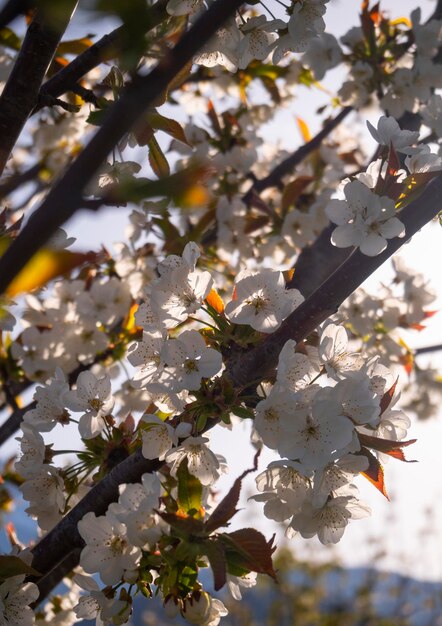 Almond flowers Prunus dulcis on a tree on a Sunny day in Greece