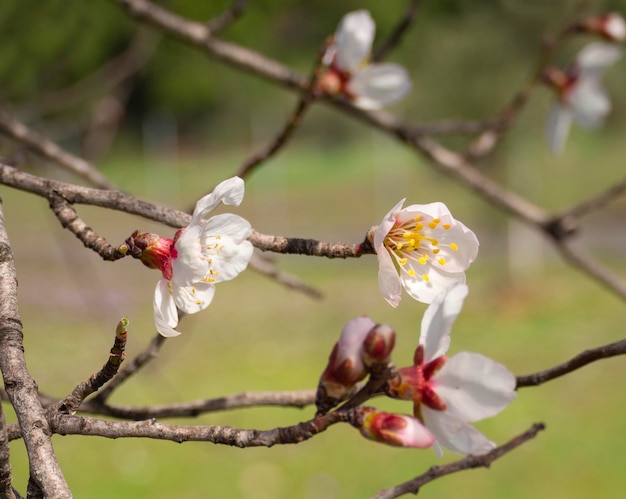 Миндальные цветы Prunus dulcis на дереве в солнечный день в Греции