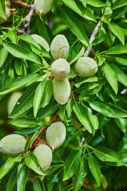 Photo almond fruits growing in spring on farm