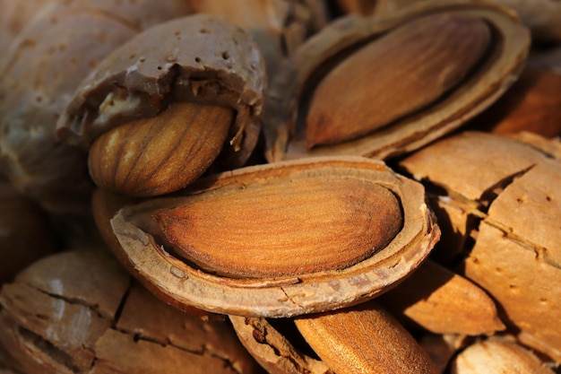 Almond harvest time broken almonds