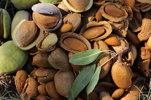 Almond harvest time broken almonds