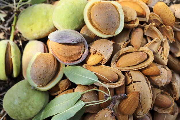 Almond harvest time broken almonds