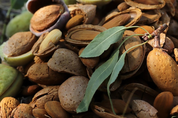 Almond harvest time broken almonds