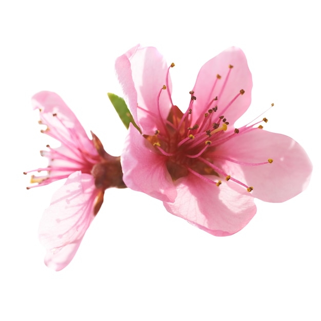 透明な背景に分離された PNG のアーモンド ピンクの花