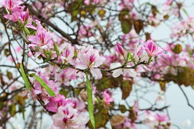 木の枝にアーモンドの春の花