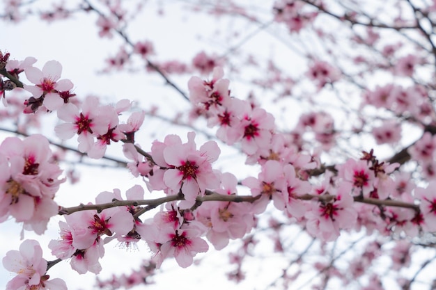 Almond tree bloom