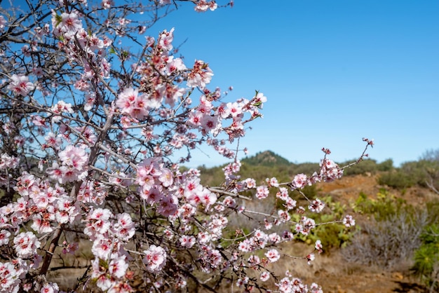 Almond tree blossom on blue sky with clouds and green hill background with brown soil in front Pink almond flowers in Tenerife Canary islands Spain A whole almond tree in bloom Spring landscape