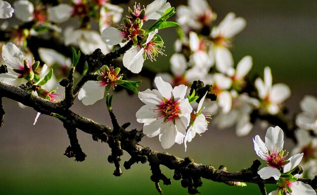 Photo almond tree blossom