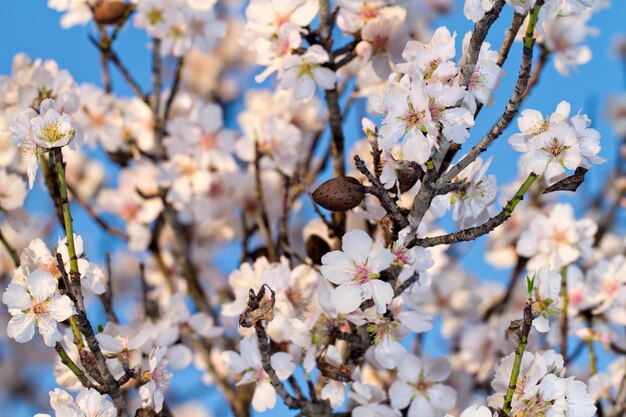 Almond tree blossoms