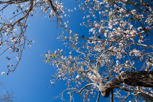 Цветы миндального дерева