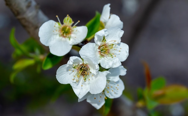 Almond tree blossoms