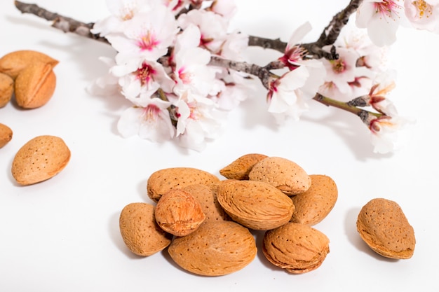 Almond tree branch and almonds