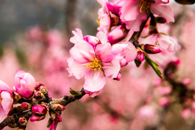 Almond tree branch blooming in the month of april in the mountain of Alicante