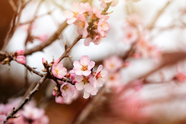 Almond tree branch with flowers in spring