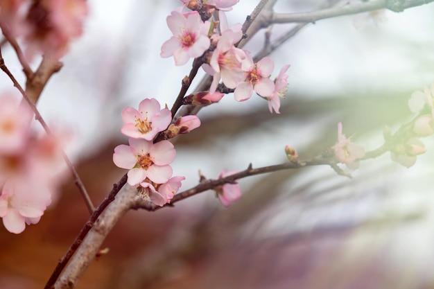 Ветка миндального дерева с цветами весной