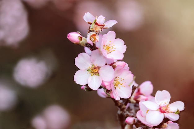 Almond tree branch with flowers in spring