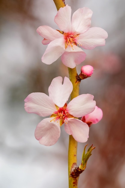Almond tree branch with flowers in spring