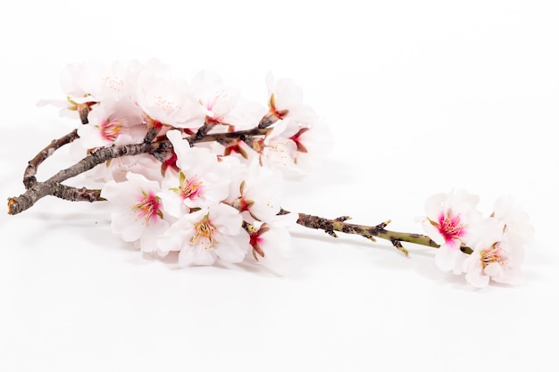 Almond tree branch