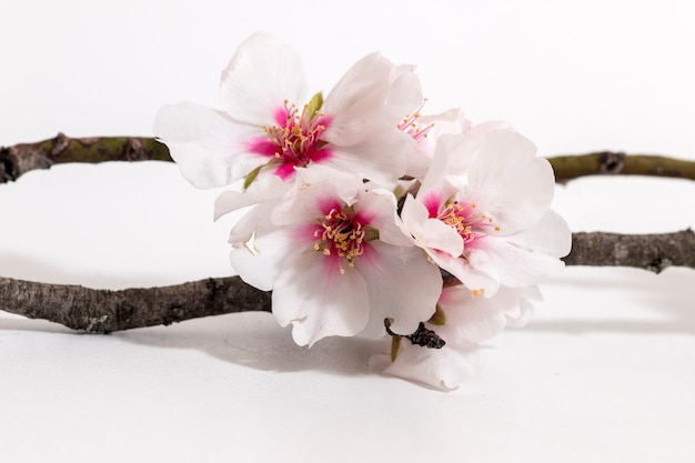 Almond tree branch