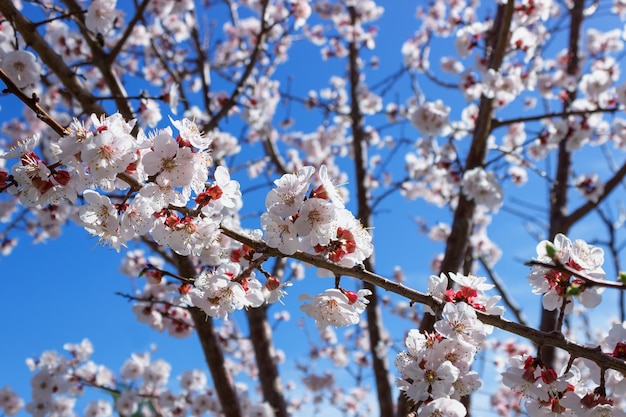 アーモンドの木の花のクローズアップ