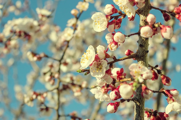 Photo almond tree flowers