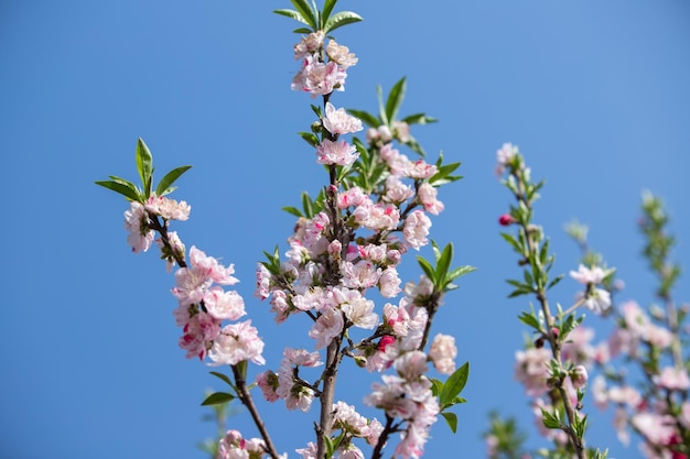 Almond tree flowers