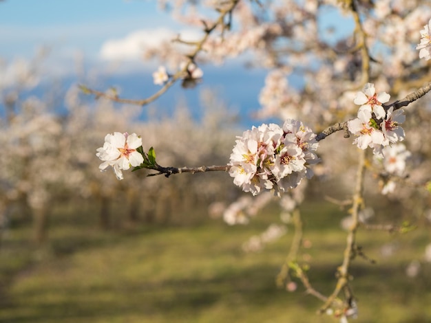 Almond tree in full bloom.Closeup of a branch of an almond tree.A field of blossoming almond trees. Shallow depth of field